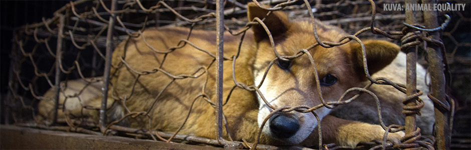 Vetoomus: Yulinin koiranlihafestivaali lopetettava | Oikeutta eläimille