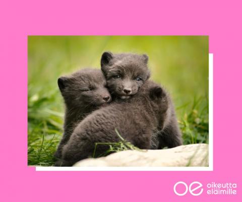 This image has an empty alt attribute